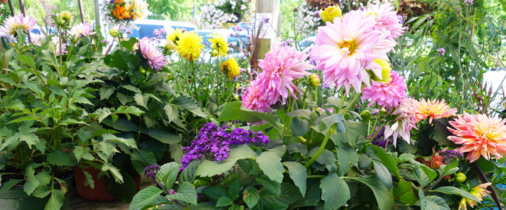 dahlias containers 7A