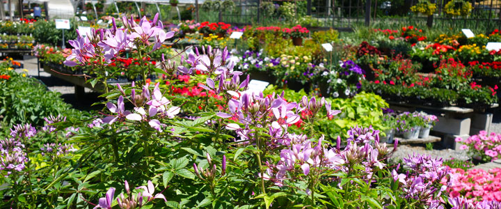 cleome annuals yard A to Z