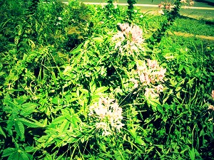 Cleome