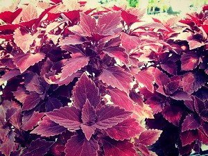 Coleus