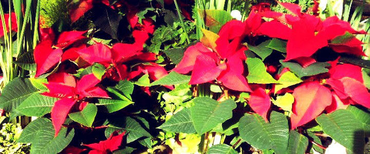 Pointsettia