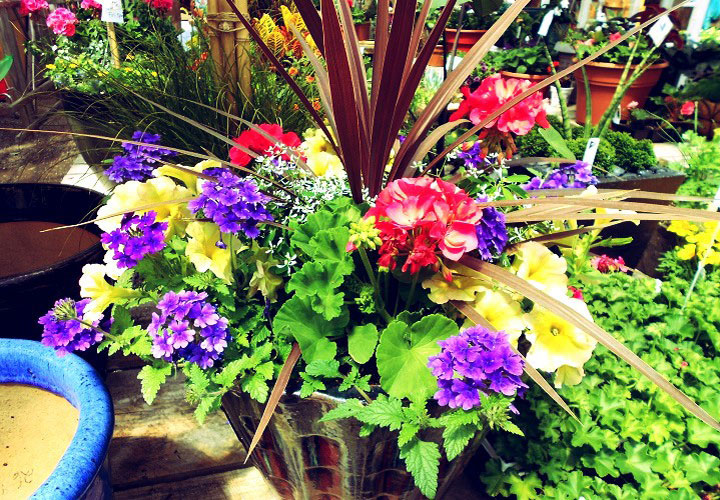 Calibrachoa and Heliotrope