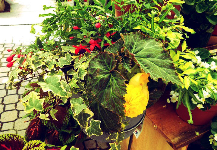 Calibrachoa and Heliotrope