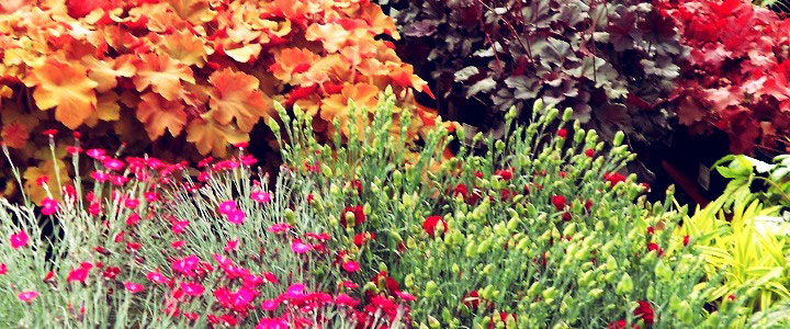 Dianthus and Heuchera