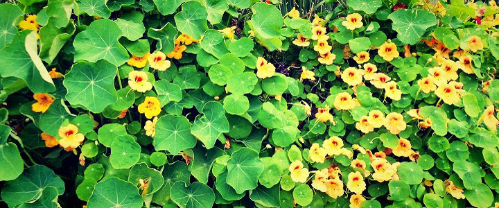 Nasturtium