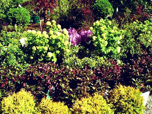 Assorted Trees and Shrubs