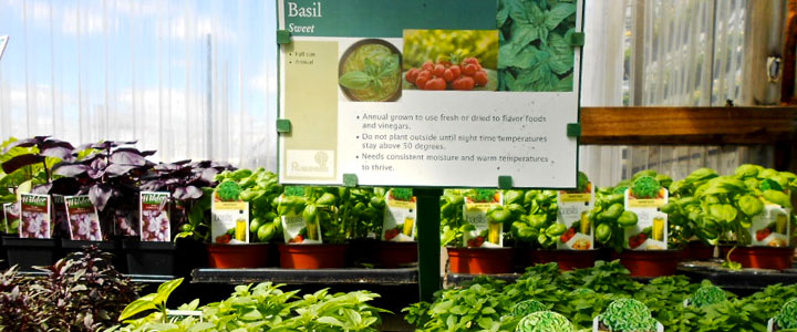 Basil