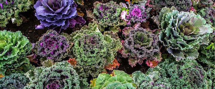 kale broccoli cool-weather crops