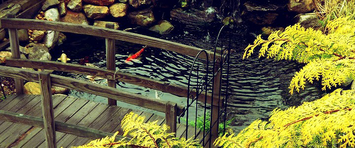 Koi Pond