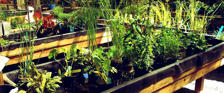 Water Plants