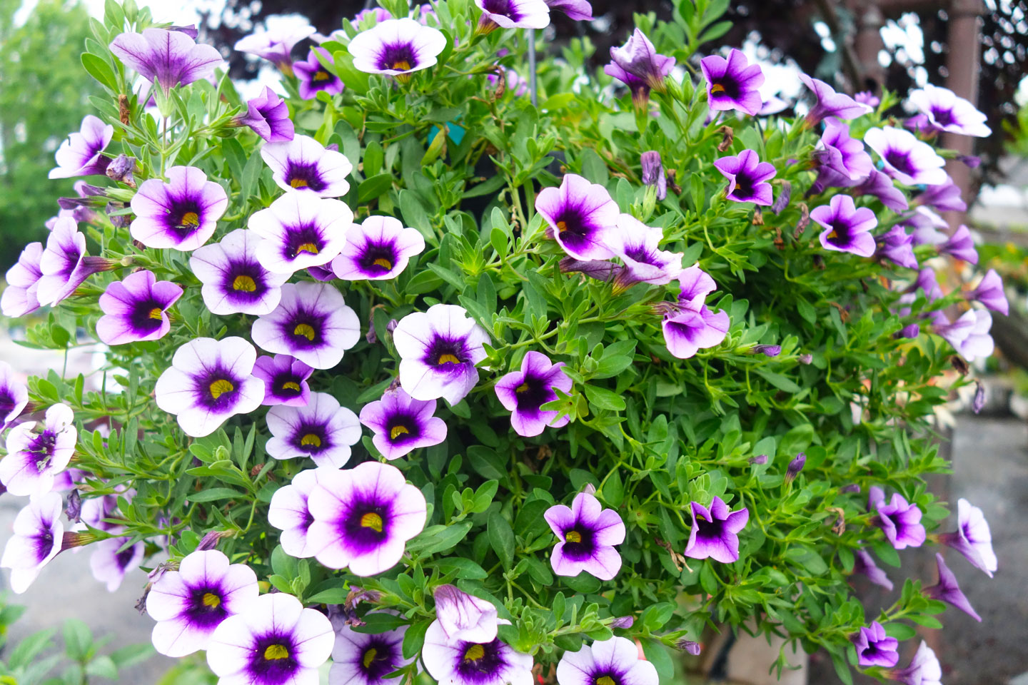 all hanging baskets of annuals 25% off