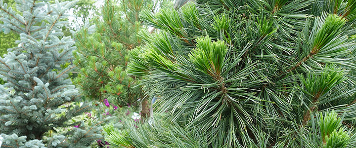 conifer trees add texture and evergreen color