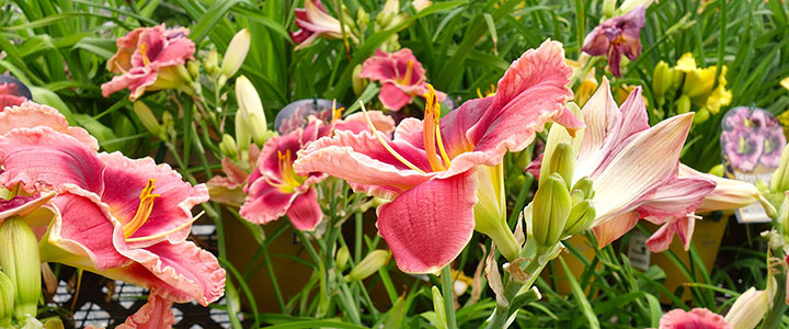 perennials daylilies riot of color