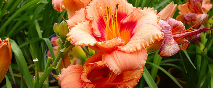 blooming perennials daylily with ruffles
