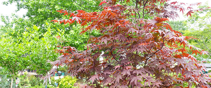 Nursery yard trees shrubs conifers Japanese maples