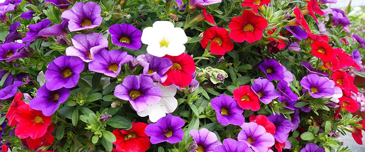 hanging baskets of annuals Fourth of July
