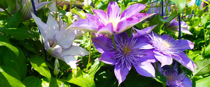 perennials and vines clematis